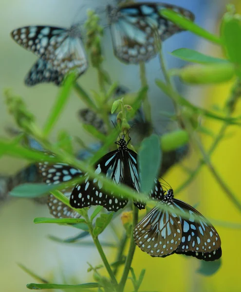 Close Butterfly Zapylanie Kwiat Ogrodzie Rozmyte Zielone Tło Ekstremalne Zbliżenie — Zdjęcie stockowe