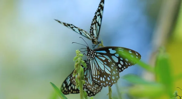 Primer Plano Mariposa Polinizando Sobre Una Flor Jardín Fondo Verde Fotos de stock libres de derechos