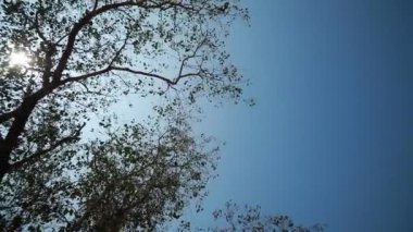 Rüzgar yeşil bodhi yaprakları ya da Peepal ağacı esiyor..