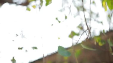 Rüzgar yeşil bodhi yaprakları ya da Peepal ağacı esiyor..