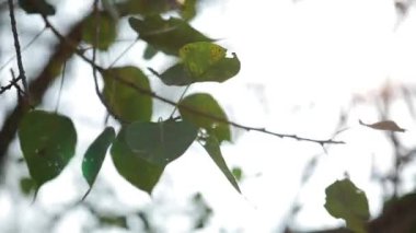Rüzgar yeşil bodhi yaprakları ya da Peepal ağacı esiyor..