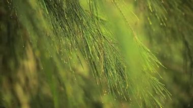 Casuarina ağacının parlak dallarına çiy damlaları. Doğanın soyut desenleri..