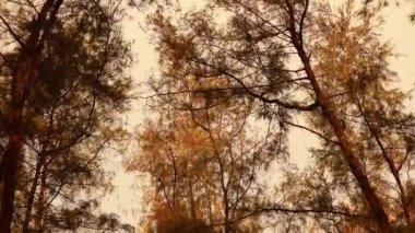 Casuarina ağacının parlak dallarına çiy damlaları. Doğanın soyut desenleri..