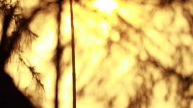 Casuarina ağacının parlak dallarına çiy damlaları. Doğanın soyut desenleri..