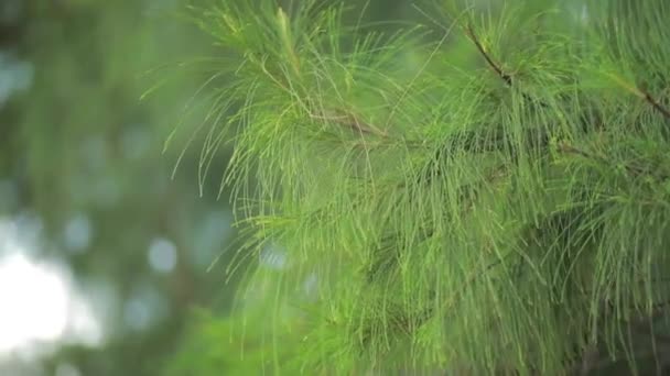 カスアリーナの木のニーズの明るい枝に露の滴 自然の抽象的なパターン — ストック動画