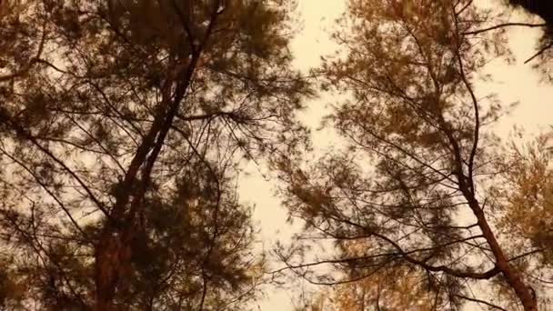 Droppar Dagg Ljusa Grenarna Casuarina Träd Needles Abstrakta Mönster Naturen — Stockvideo