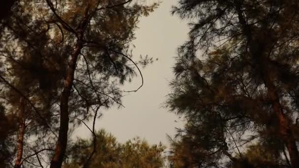 Краплі Роси Яскравих Гілках Голки Дерева Казуаріна Абстрактні Візерунки Природи — стокове відео