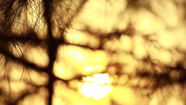 Краплі Роси Яскравих Гілках Голки Дерева Казуаріна Абстрактні Візерунки Природи — стокове відео