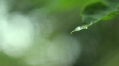 Yağmur damlaları ve yeşil Carica papaya yaprağı. Doğada bir papaya yaprağının üzerindeki su damlasını kapat.