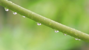 Papaya yaprağı sapında yağmur damlalarının yeşil doğal güzelliği.