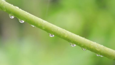 Papaya yaprağı sapında yağmur damlalarının yeşil doğal güzelliği.