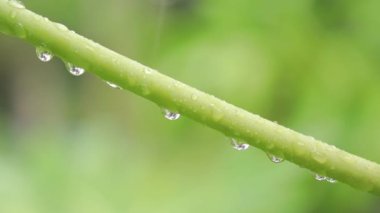 Papaya yaprağı sapında yağmur damlalarının yeşil doğal güzelliği.