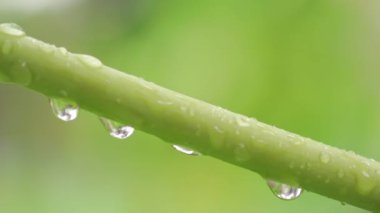 Papaya yaprağı sapında yağmur damlalarının yeşil doğal güzelliği.