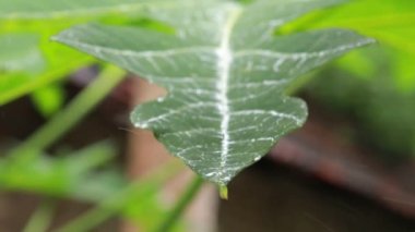 Yağmur damlaları ve yeşil Carica papaya yaprağı. Doğada bir papaya yaprağının üzerindeki su damlasını kapat.