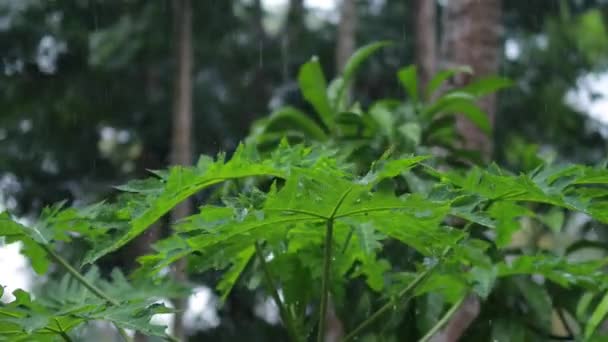 雨滴和绿色的番木瓜叶 关上自然背景下木瓜叶上的水滴 — 图库视频影像