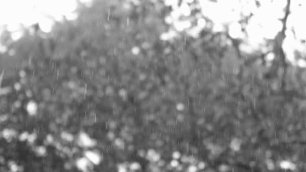 Kapka Vody Padající Zem Příroda Bokeh Pozadí Kapky Dešťové Kapky — Stock video