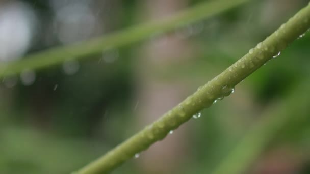 Beleza Natural Verde Gotas Chuva Caule Folha Mamão — Vídeo de Stock