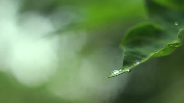 빗방울 카리카 파파야 자연에서 수있는 파파야 떨어지는 물방울을 가까이 — 비디오