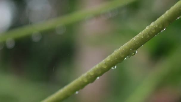 Beleza Natural Verde Gotas Chuva Caule Folha Mamão — Vídeo de Stock