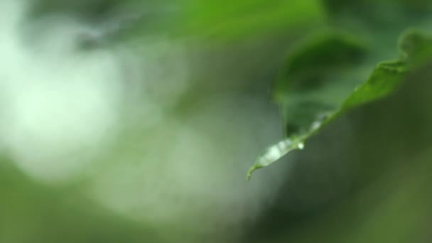 雨滴和绿色的番木瓜叶 关上自然背景下木瓜叶上的水滴 — 图库视频影像