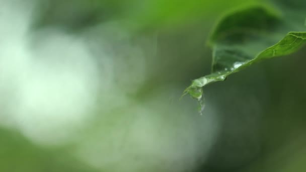 Regendruppels Groene Carica Papaya Blad Sluiten Het Water Druppel Een — Stockvideo