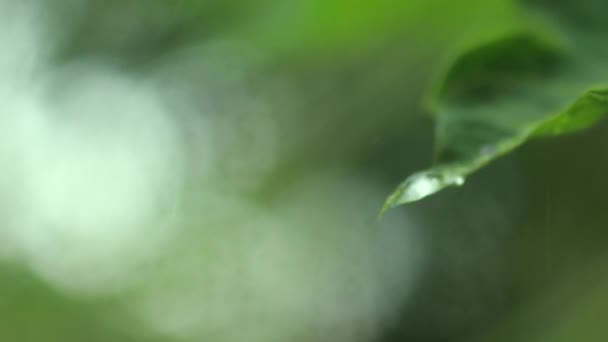 Капли Дождя Зеленый Лист Папайи Карики Закрыть Капли Воды Листьях — стоковое видео