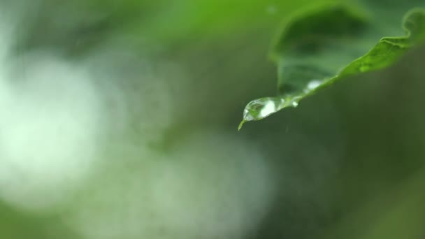 Gotas Lluvia Hoja Papaya Verde Carica Cerrar Gota Agua Sobre — Vídeo de stock