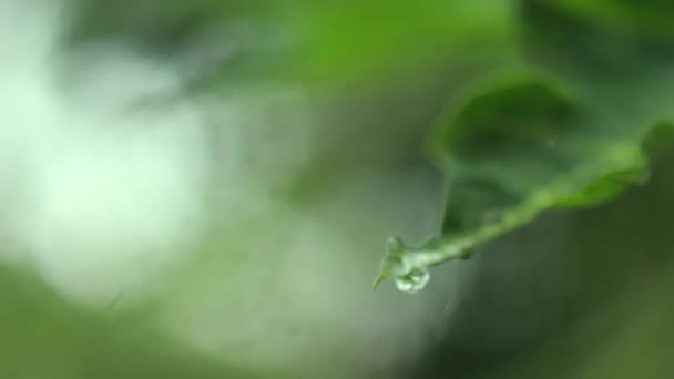 Hijau Keindahan Alami Tetes Hujan Pada Daun Papaya Tangkai — Stok Video