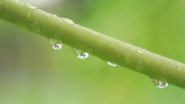 木瓜叶柄上的雨滴的绿色自然美景 — 图库视频影像