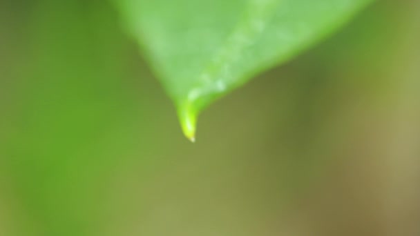 雨滴和绿色的番木瓜叶 关上自然背景下木瓜叶上的水滴 — 图库视频影像