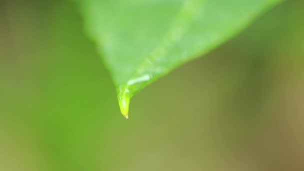 Gotas Lluvia Hoja Papaya Verde Carica Cerrar Gota Agua Sobre — Vídeo de stock