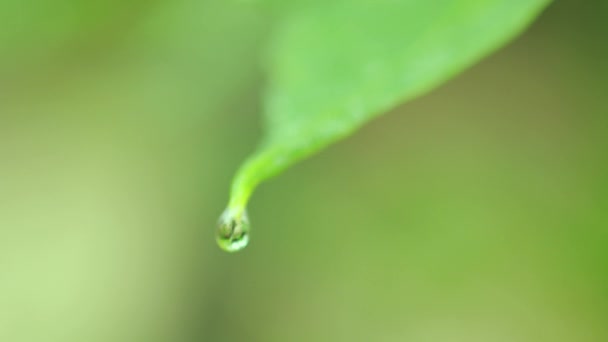 Raindrops Green Carica Papaya Leaf Close Water Drop Papaya Leaf — Stock Video