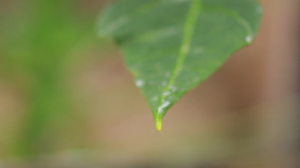 Krople Deszczu Zielony Liść Papai Carica Zamknąć Kropli Wody Liście — Wideo stockowe