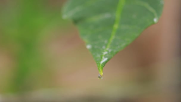 雨滴和绿色的番木瓜叶 关上自然背景下木瓜叶上的水滴 — 图库视频影像