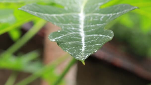 Gotas Lluvia Hoja Papaya Verde Carica Cerrar Gota Agua Sobre — Vídeo de stock