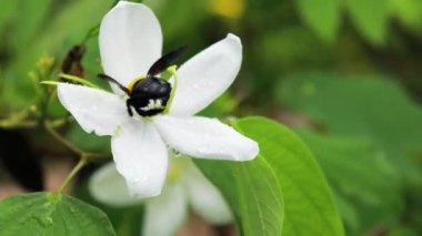 Beyaz çiçekte marangoz arısı. Kabarık kuyruklu yaban arısı (Bombus terrestris). Beyaz çiçekler arasında polen toplayan arı..