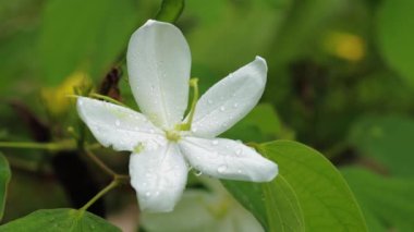 Arka plan olarak doğal yeşil bitkiler manzarası, ekoloji, taze duvar kağıdı konseptini kullanarak arka planda metin için kopyalama alanı bulunan bulanık yeşil arkaplan üzerindeki yeşil yaprağın yakın doğa görünümü.