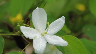 Arka plan olarak doğal yeşil bitkiler manzarası, ekoloji, taze duvar kağıdı konseptini kullanarak arka planda metin için kopyalama alanı bulunan bulanık yeşil arkaplan üzerindeki yeşil yaprağın yakın doğa görünümü.