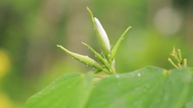 Arka plan olarak doğal yeşil bitkiler manzarası, ekoloji, taze duvar kağıdı konseptini kullanarak arka planda metin için kopyalama alanı bulunan bulanık yeşil arkaplan üzerindeki yeşil yaprağın yakın doğa görünümü.