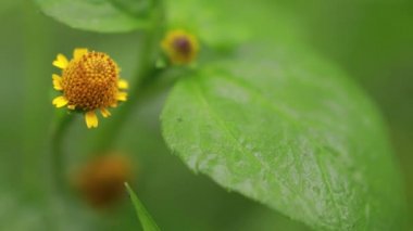 Arka plan olarak doğal yeşil bitkiler manzarası, ekoloji, taze duvar kağıdı konseptini kullanarak arka planda metin için kopyalama alanı bulunan bulanık yeşil arkaplan üzerindeki yeşil yaprağın yakın doğa görünümü.