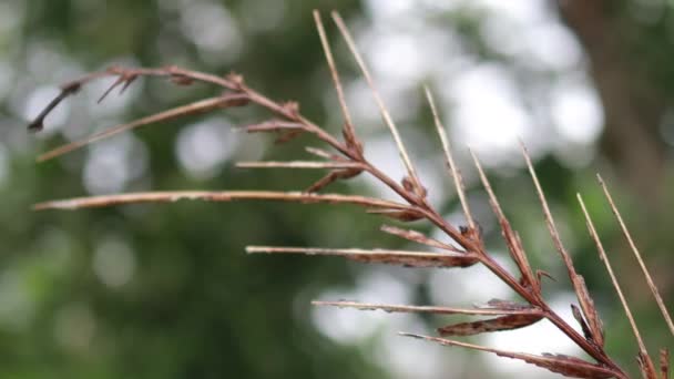 Primeros Planos Vista Naturaleza Hoja Verde Sobre Fondo Vegetación Borrosa — Vídeo de stock