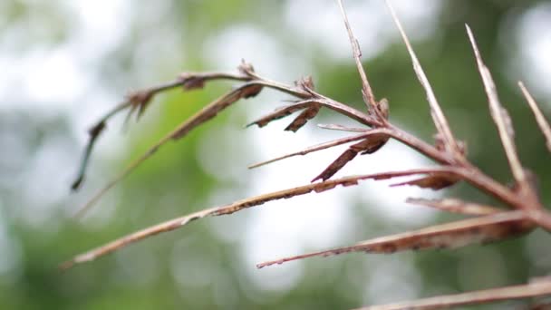 Gros plan vue de la nature de la feuille verte sur fond de verdure floue dans le jardin avec un espace de copie pour le texte en utilisant comme arrière-plan naturel des plantes vertes paysage, écologie, concept de papier peint frais.