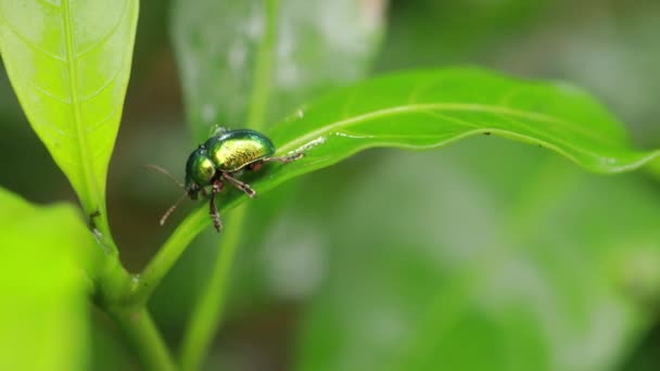 Macro Photo Cetonia Aurata Sur Une Feuille Verte Portrait Scarabée — Video