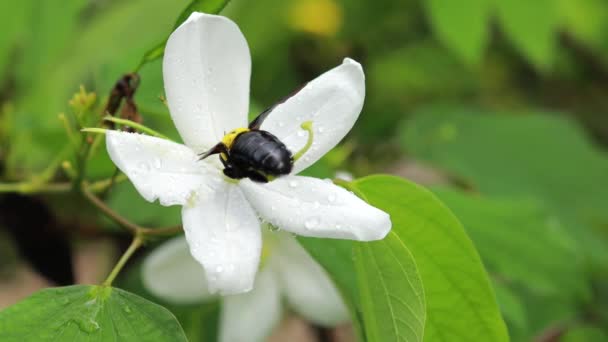 Abelha Carpinteiro Branco Flower Buff Tailed Bumblebee Bombus Terrestris Bee — Vídeo de Stock