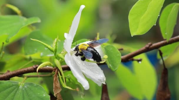 Ape Falegname Fiori Bianchi Calabrone Dalla Coda Lucida Bombus Terrestris — Video Stock