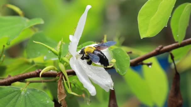 카펜터 Buff Tailed Bumblebee Bombus Terrestris 꿀벌은 사이에서 꽃가루를 — 비디오