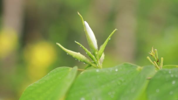 Closeup Nature View Green Leaf Blurred Greenery Background Garden Copy — Stock Video