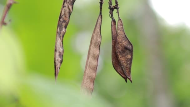 Primeros Planos Vista Naturaleza Hoja Verde Sobre Fondo Vegetación Borrosa — Vídeo de stock