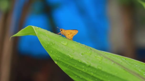 Pomarańczowy Motyl Tle Natury Zwierzęce Owady Potanthus Rodzaj Motyli Rodziny — Wideo stockowe