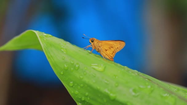 Farfalla Arancione Sullo Sfondo Della Natura Animale Insetto Potanthus Grande — Video Stock